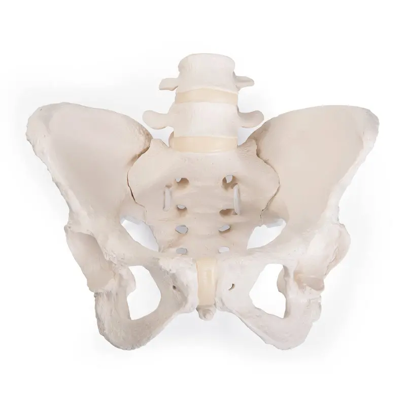 Flexible Bungee Pelvis Model – Dynamic Anatomical Training Aid 1