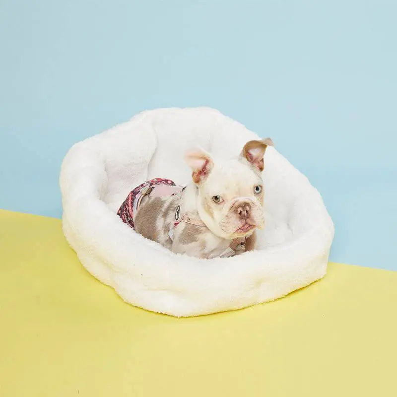 Pawd® Lounger – Calming Crate Bed For Dogs 1